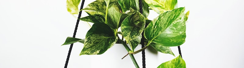 007球探网球迷社区互动界面，展示用户讨论和观点分享